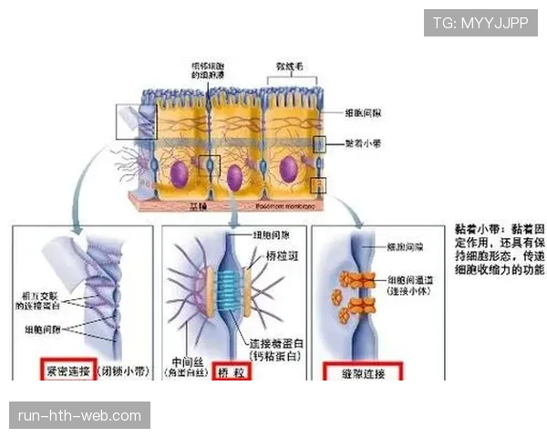 麦迪逊高位压迫中的组织核心作用解析 麦迪逊高位压迫中的组织核心作用解析
